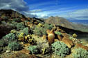 Anza Borrego Desert