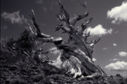 Bristlecone Pines, White Mountains