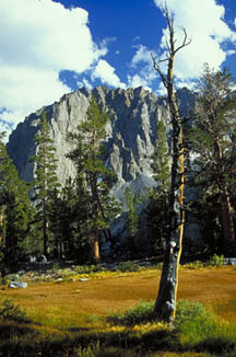 A golden meadow in late summer at the foot of Temple Crag, John Muir Wilderness, Eastern Sierra, near Big Pine