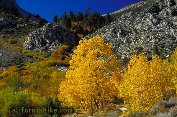 Cottonwoods in the North Fork of Big Pine Creek in the Eastern Sierra near Big Pine