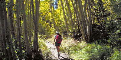 Hiking through Aspen Trees