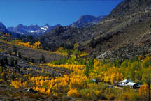 Amazing fall color in Bishop Creek Cyn.