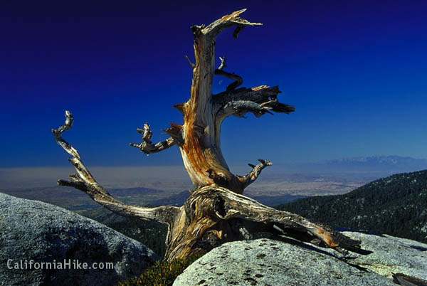 A dramatically weathered Limber Pine snag in the high country
