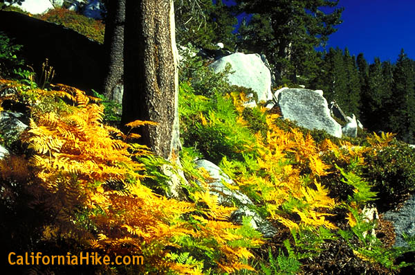 A beautiful bracken fern garden on the Marion Mtn. trail displays stunning fall color.