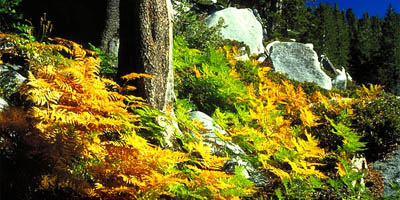 A beautiful bracken fern garden on the Marion Mtn. trail