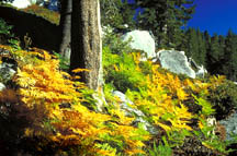 Fall Color McGee Canyon