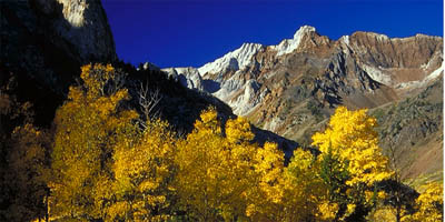 Aspens  and Cottonwoods in McGee Canyon