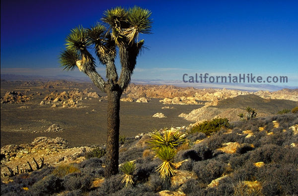 View from the top of Ryan Mountain.