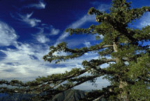 A broadly-branched Big Cone Douglass Fir on the upper slopes of San Gabriel Peak