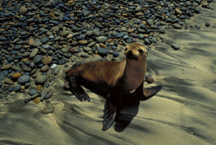 California Sea Lion       -  Click to Enlarge