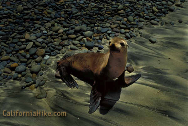 California Sea Lion