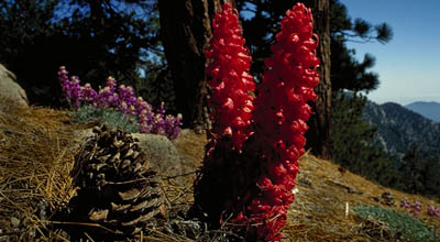 The Bright Red Snow Plant