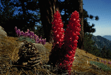 Snow Plant