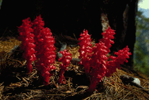 Snow Plant